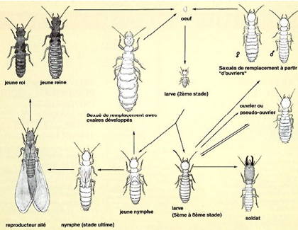 Descriptif termites